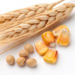 Soybeans gain as U.S. supply shrinks
