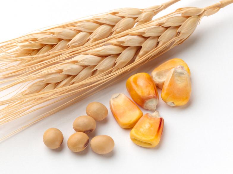 Wheat barley corn Wheat Barley Corn