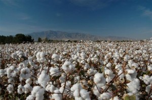 arizona-cotton-crop