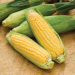 Corn extends gains on U.S. supply outlook