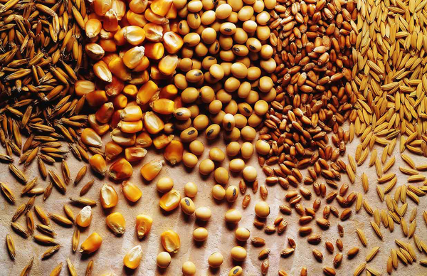 Grains trading outlook: wheat, corn and soybeans futures continue slump ...
