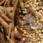Grain futures mixed, soybeans advance as rain seen disrupting harvest