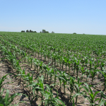 Grains trading outlook: wheat futures continue to drop, corn and soybeans add; US crops report
