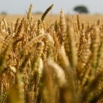 Grains trading outlook: wheat, corn and soybeans futures gain ahead of the US crops report