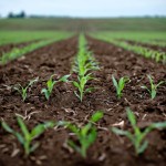 Grains trading outlook: corn, soybeans advance on demand outlook, wheat declines