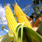 Grains trading outlook: corn, beans prices climb, wheat in the red ahead of US crop report