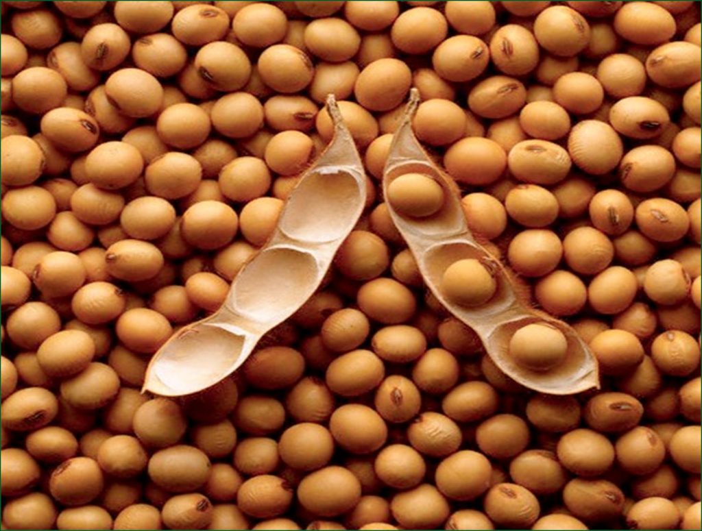soybeans11