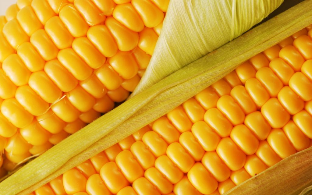 corn11