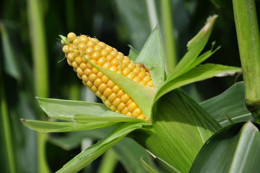 corn12