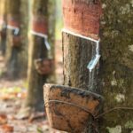 SMR 20 Extends Rally as Weather Risks and China Stimulus Lift Kuala Lumpur Rubber Market<