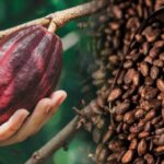 Cocoa Futures Extend Slide as Supply Outlook Improves in West Africa