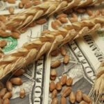 Grain Futures Stabilize as Traders Weigh Technical Signals