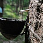 KL Rubber Prices Slide on Strong Ringgit, Weak Region