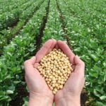 Soybean Markets Digest Record Volumes, Fast Harvest