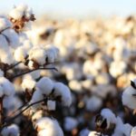 Cotton Futures Jump to 3-Month Peak on Weak Dollar