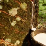 Malaysian Rubber Prices Weaken as Fed Signals Hawkish Stance