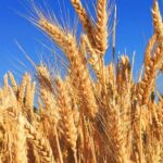 Wheat Futures Ease After Rally as Supply Outlook Shifts