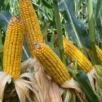 Corn Futures Fall Further as Energy Weakness Weighs