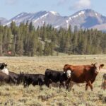US Cattle Futures Surge as Supply Squeeze Tightens