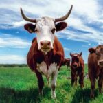 Feeder Cattle Futures Hit Limit on Demand Uncertainty