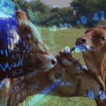 Cattle Futures Turn Lower as Hog Prices Retreat