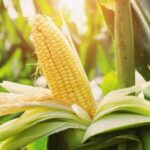 Corn Futures Edge Higher After Previous Session Pullback