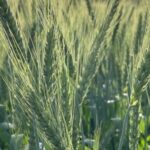 Wheat Prices Edge Higher on Crop Weather Concerns