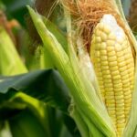 Corn Futures Extend Losses as Liquidation Weighs More