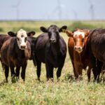 Profit-Taking Hits CME Cattle as Hog Futures Diverge up