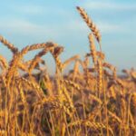 Wheat Futures Diverge as Hard Red Contracts Rebound