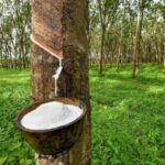 KL Rubber Mixed as Weaker Ringgit Offsets Oil Drag