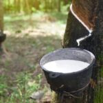 Malaysian Rubber Prices Range-Bound With Mild Downside