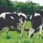 Rising Heat Pressures Cattle Futures as Hog Market Softens