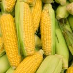Corn Futures Gain as Market Eyes WASDE Release