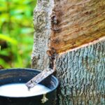 Rubber Prices Fall as Weak Crude and Cautious Outlook Weigh