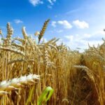 Wheat Futures Ease After Brief Rally in Hard Red Contracts