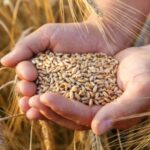 Wheat Futures Extend Losses as Energy Prices Slide