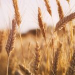 Wheat Futures Show Diverging Moves as Chicago Contracts Firm