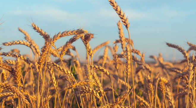 Wheat Futures Ease as Weather Outlook Weighs on Contracts