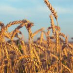 Wheat Futures Edge Higher After Prior Session Selloff