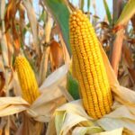 Corn Futures Slip as Better Crop Ratings Pressure Prices