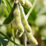 Soybean Futures Extend Rally on Supply Data