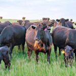 Cattle Pressured by Heat While Hog Futures Strengthen