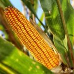 Corn Holds Steady Ahead of Key USDA WASDE Report