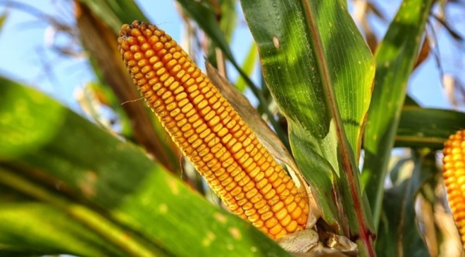 Corn Holds Steady Ahead of Key USDA WASDE Report