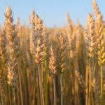 Wheat Slides as Bearish Pressure Returns to Markets