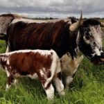 Live Cattle Futures Hit Multi-Month Lows on Weak Demand