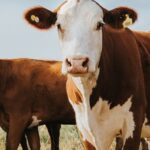 CME Cattle Slide as Hogs Hit Two-Month High