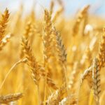 Wheat Reverses Lower as Selling Accelerates