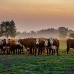 U.S. Cattle Futures Steady on Holiday Demand Worries